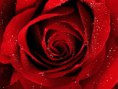/album/photogallery/red-roses-flower-rose-pictures-381-1-jpg/